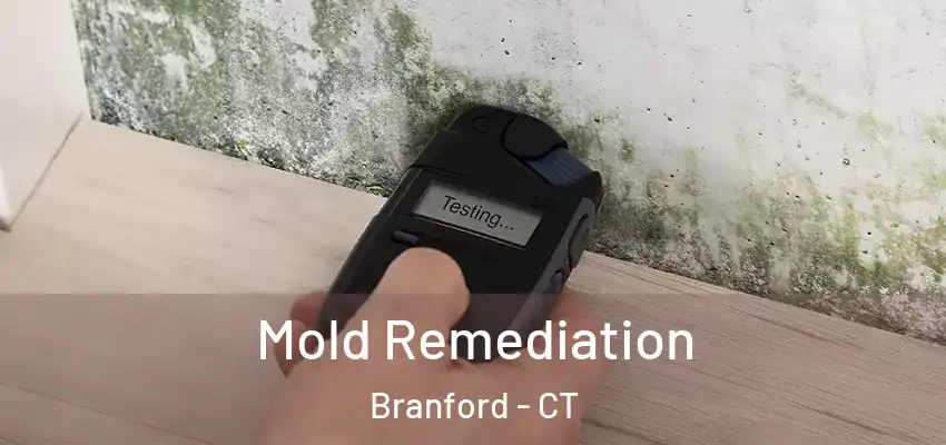 Mold Remediation Branford - CT