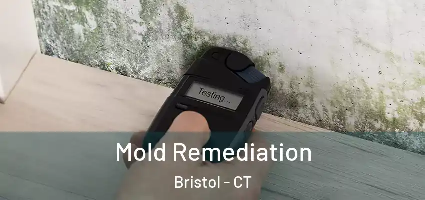  Mold Remediation Bristol - CT