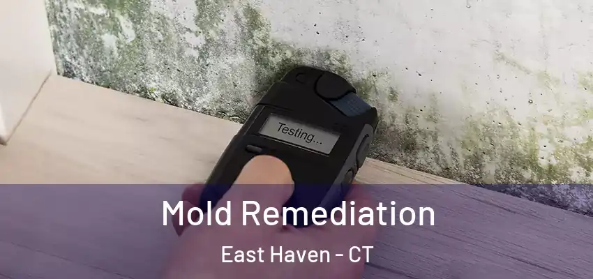  Mold Remediation East Haven - CT