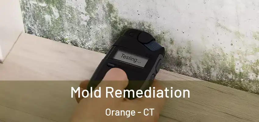 Mold Remediation Orange - CT
