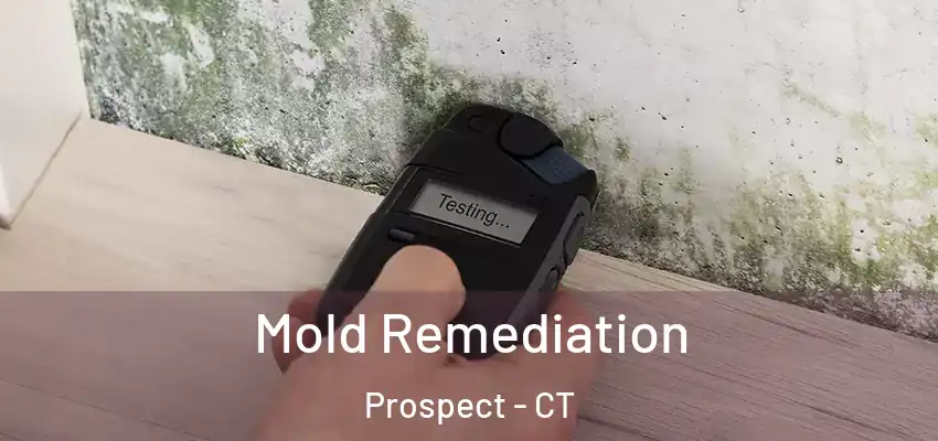 Mold Remediation Prospect - CT
