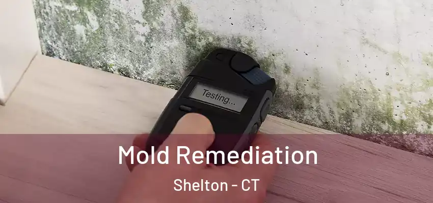 Mold Remediation Shelton - CT
