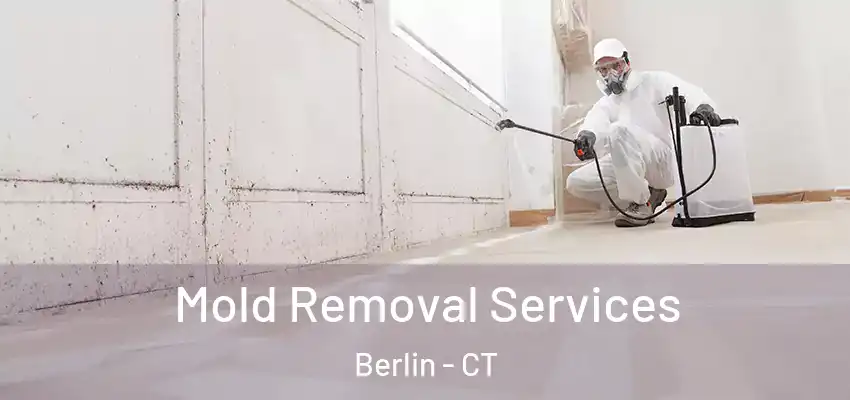 Mold Removal Services Berlin - CT