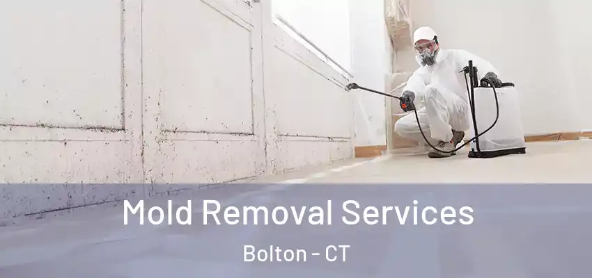  Mold Removal Services Bolton - CT