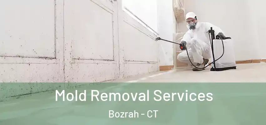 Mold Removal Services Bozrah - CT