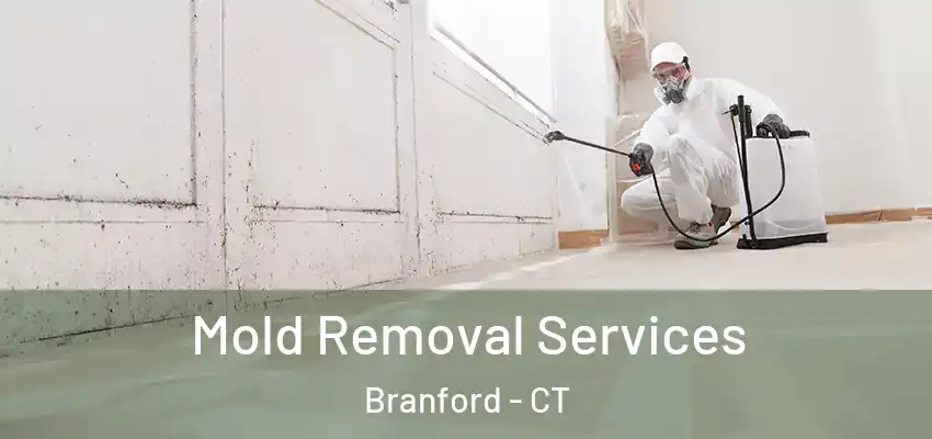 Mold Removal Services Branford - CT