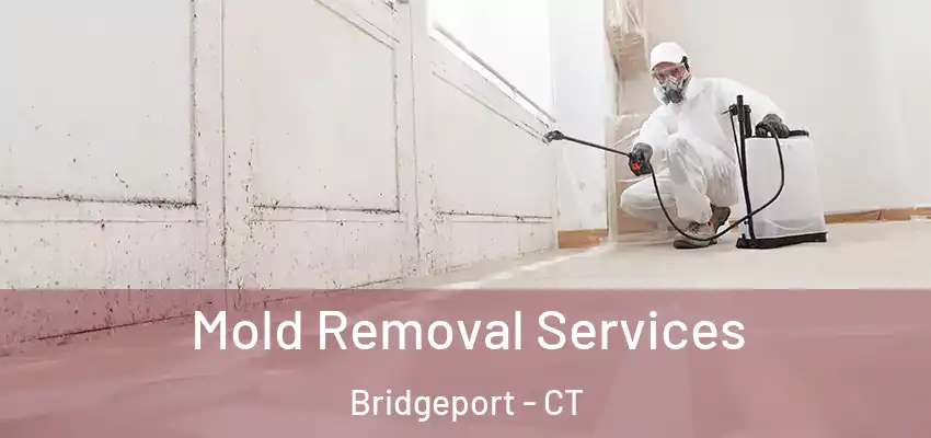  Mold Removal Services Bridgeport - CT