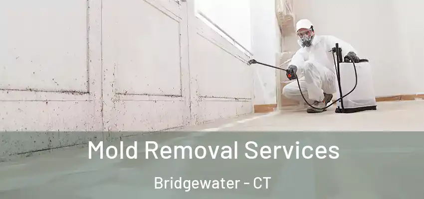  Mold Removal Services Bridgewater - CT