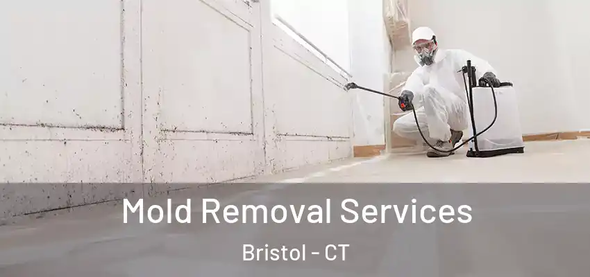  Mold Removal Services Bristol - CT
