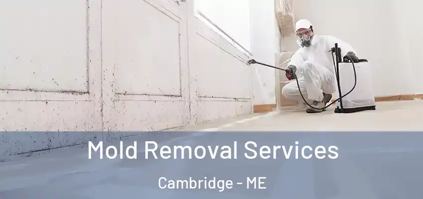  Mold Removal Services Cambridge - ME
