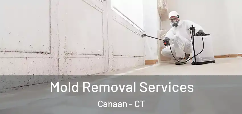 Mold Removal Services Canaan - CT