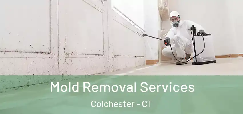 Mold Removal Services Colchester - CT