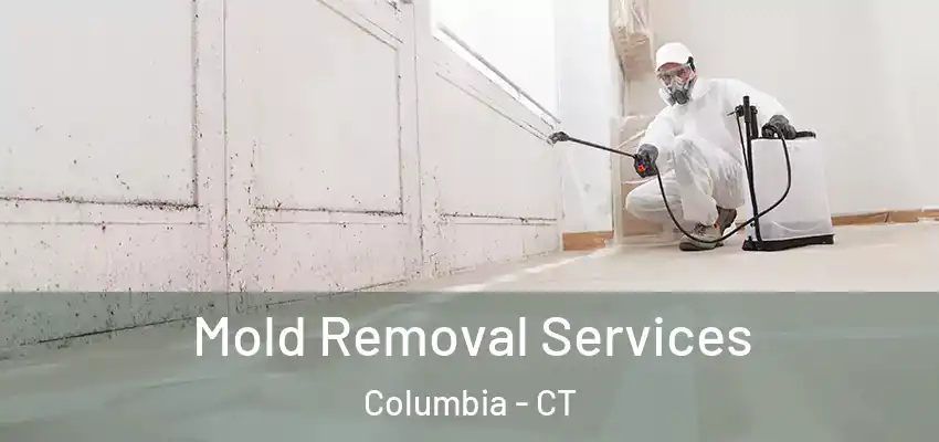  Mold Removal Services Columbia - CT