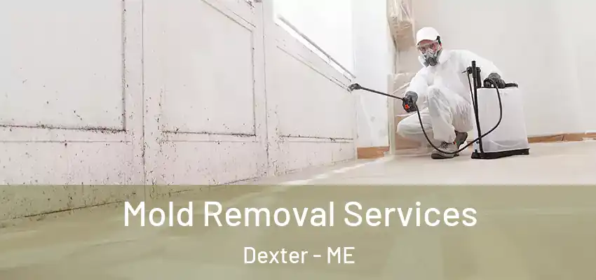 Mold Removal Services Dexter - ME