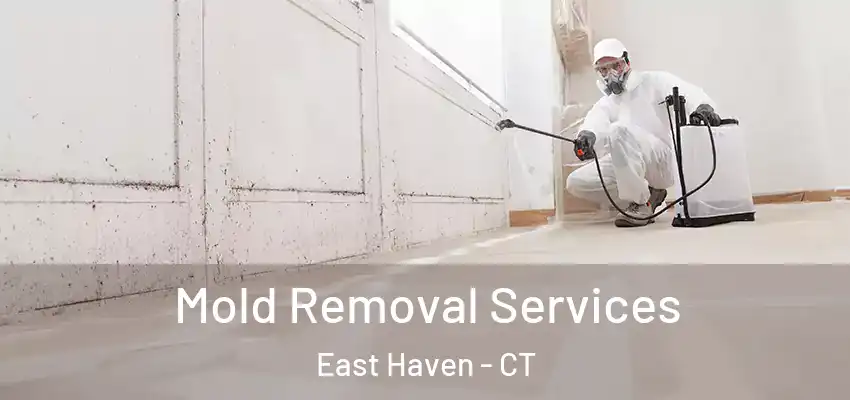  Mold Removal Services East Haven - CT