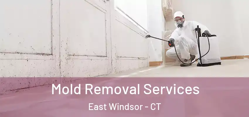  Mold Removal Services East Windsor - CT
