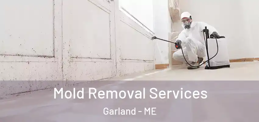  Mold Removal Services Garland - ME