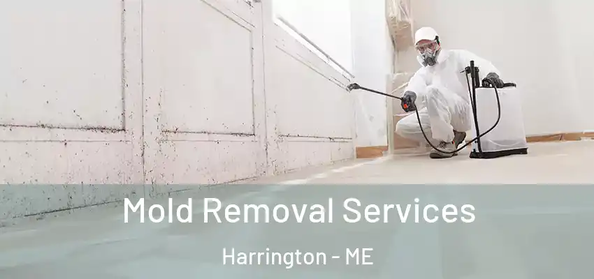 Mold Removal Services Harrington - ME