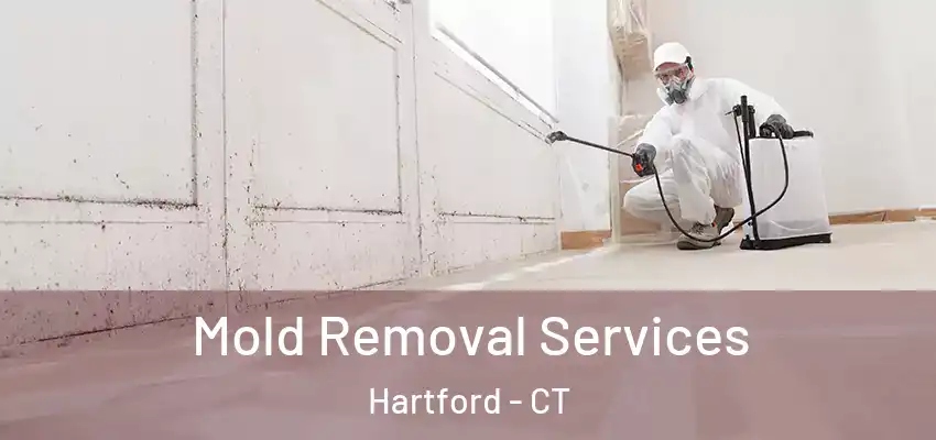  Mold Removal Services Hartford - CT