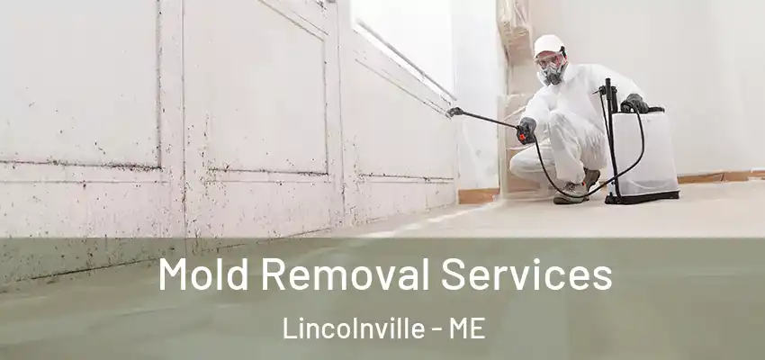 Mold Removal Services Lincolnville - ME