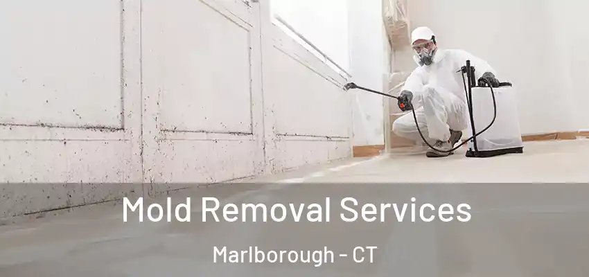  Mold Removal Services Marlborough - CT