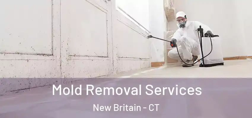  Mold Removal Services New Britain - CT