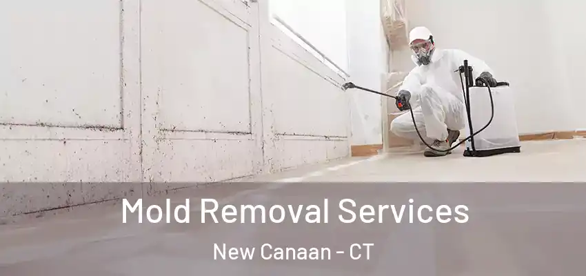  Mold Removal Services New Canaan - CT