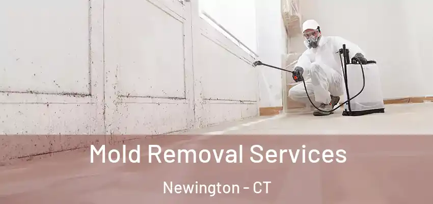 Mold Removal Services Newington - CT