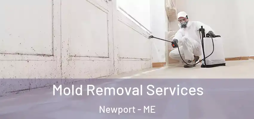  Mold Removal Services Newport - ME