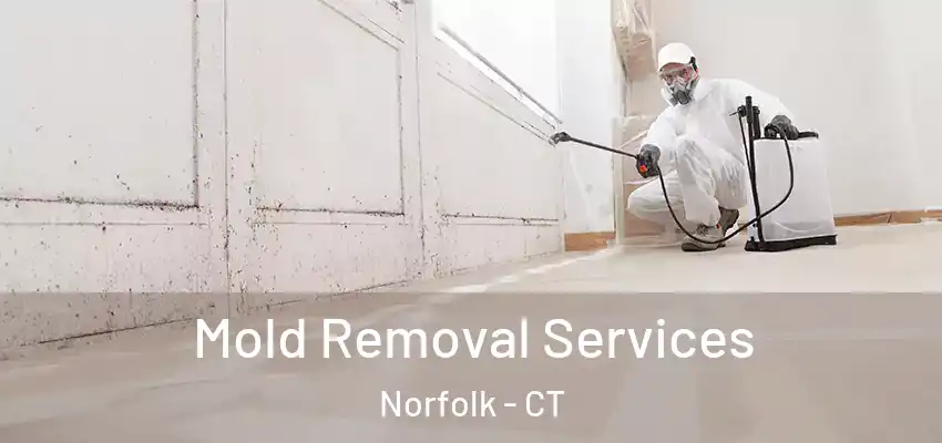  Mold Removal Services Norfolk - CT