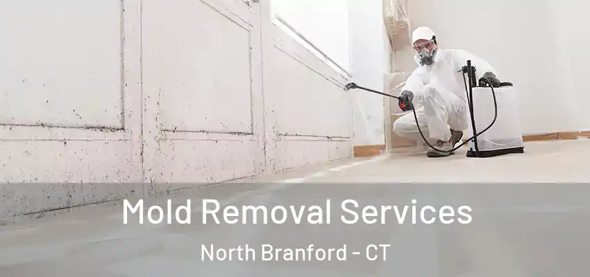  Mold Removal Services North Branford - CT