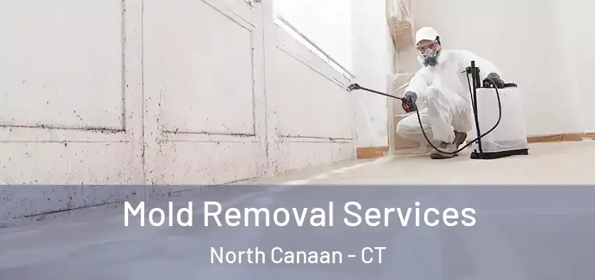 Mold Removal Services North Canaan - CT