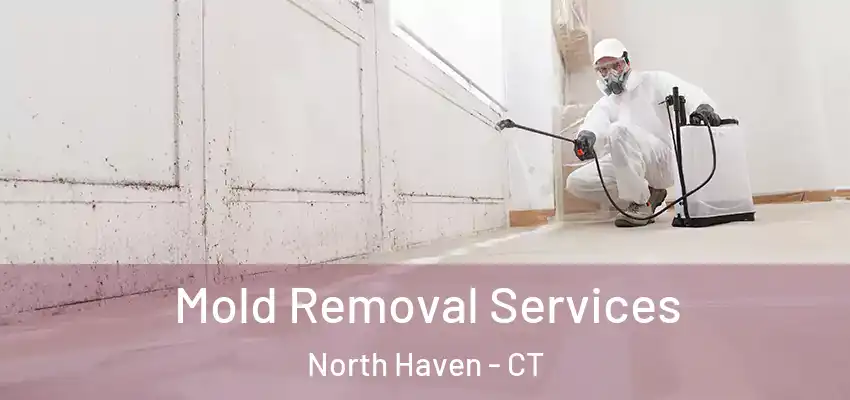 Mold Removal Services North Haven - CT