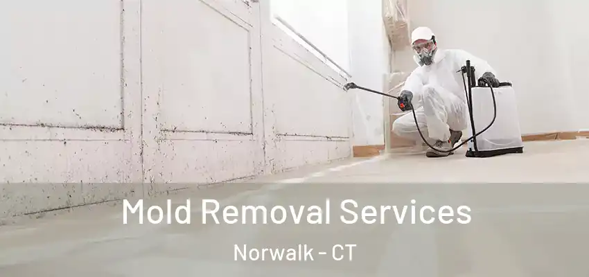 Mold Removal Services Norwalk - CT