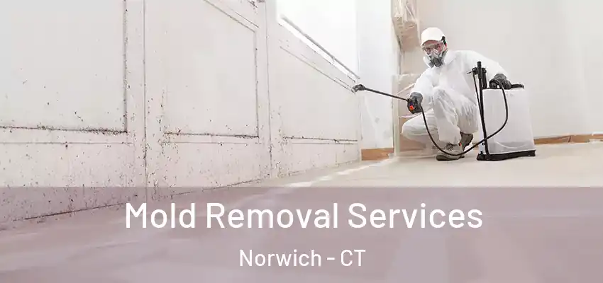 Mold Removal Services Norwich - CT