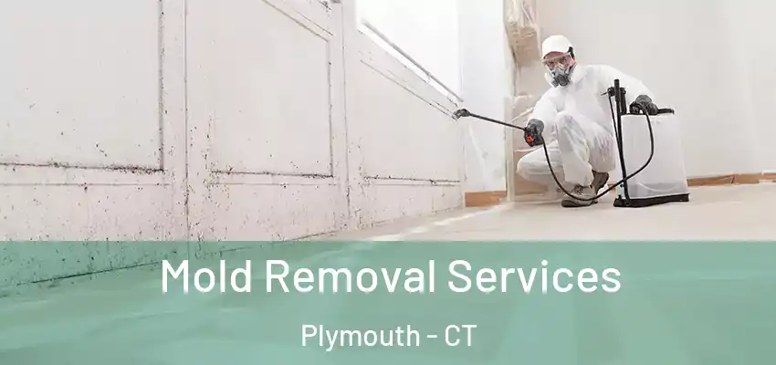  Mold Removal Services Plymouth - CT