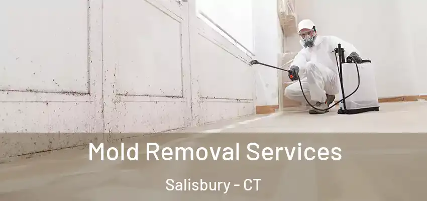 Mold Removal Services Salisbury - CT