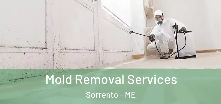  Mold Removal Services Sorrento - ME