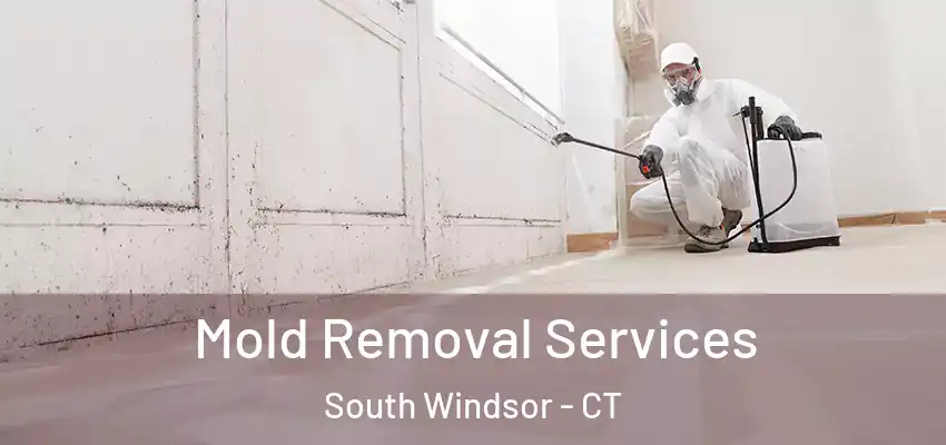 Mold Removal Services South Windsor - CT