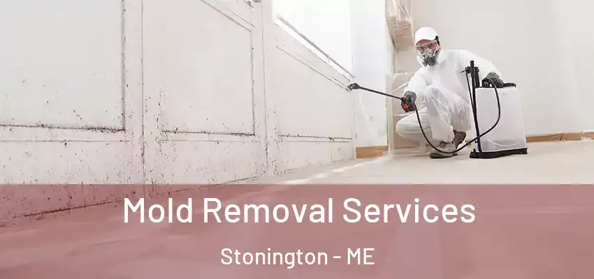  Mold Removal Services Stonington - ME