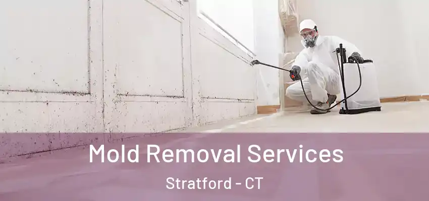 Mold Removal Services Stratford - CT