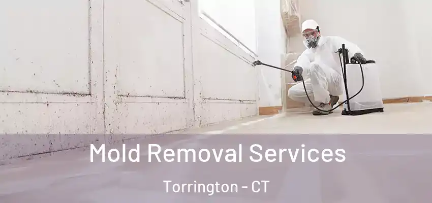 Mold Removal Services Torrington - CT
