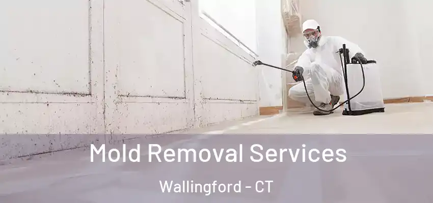 Mold Removal Services Wallingford - CT