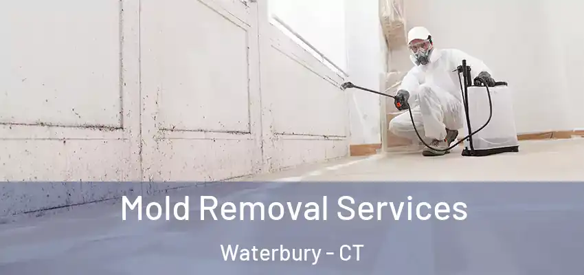 Mold Removal Services Waterbury - CT