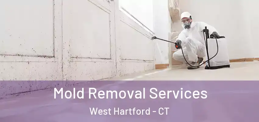  Mold Removal Services West Hartford - CT