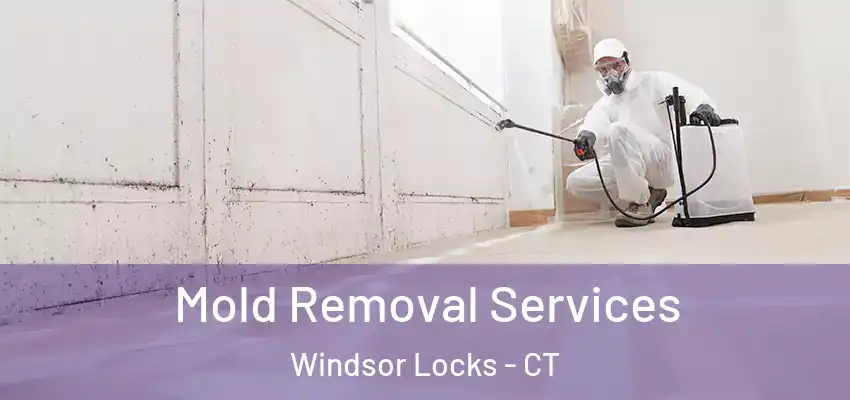 Mold Removal Services Windsor Locks - CT