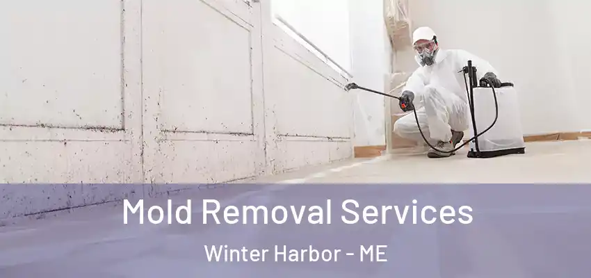 Mold Removal Services Winter Harbor - ME