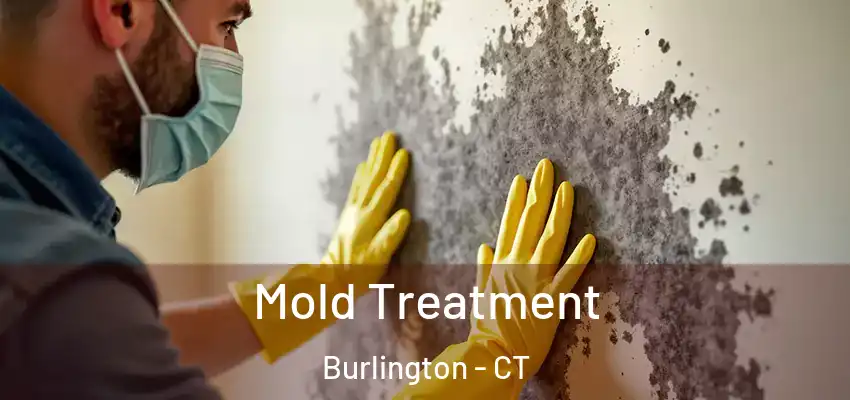 Mold Treatment Burlington - CT