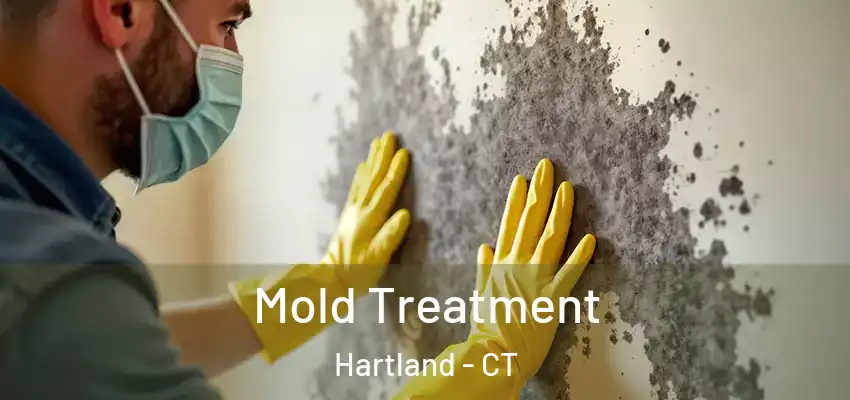  Mold Treatment Hartland - CT